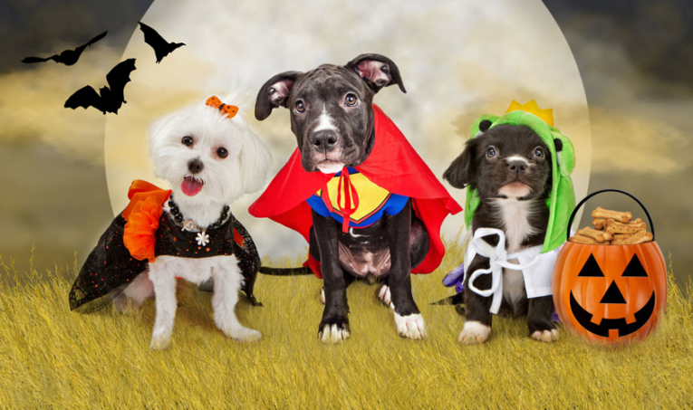 CELEBRATE HALLOWEEN BY DRESSING UP YOUR PET FOR  THE 15TH ANNUAL FURFEST & COSTUME PARADE