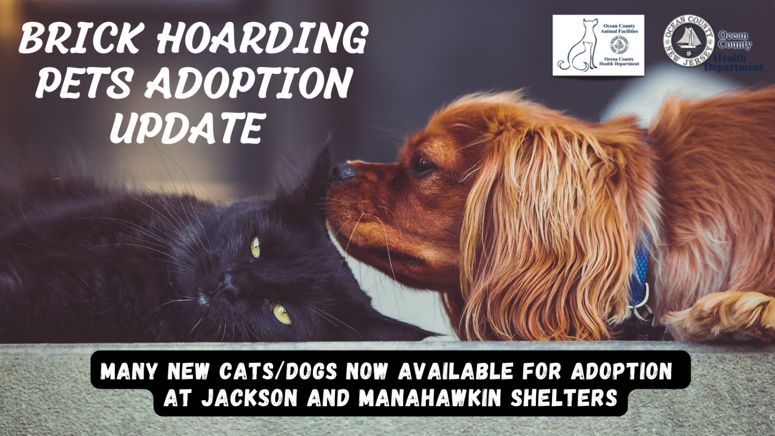 NEW CATS AND DOGS NOW AVAILABLE FOR ADOPTION AT THE JACKSON 