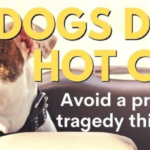 OCHD REMINDS PET OWNERS DOGS DIE IN HOT CARS!