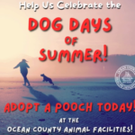 Check out these awesome dogs available for adoption at the Ocean County Animal Facilities