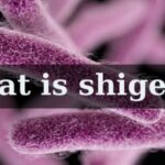 Shigella infection