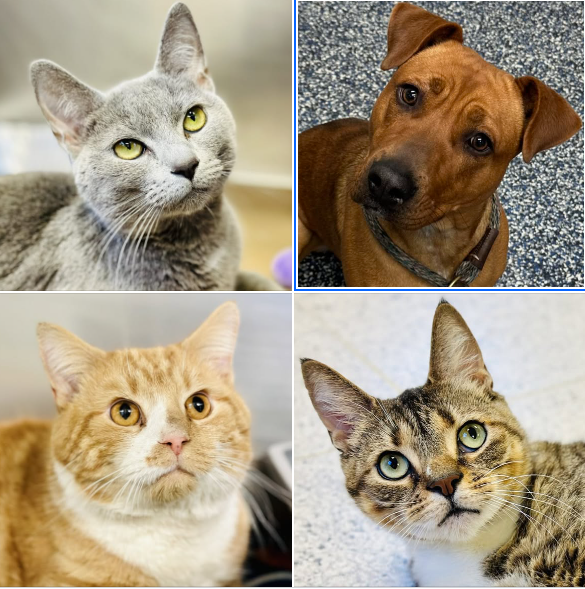 Please give these sweet shelter pets a forever home for 2025!