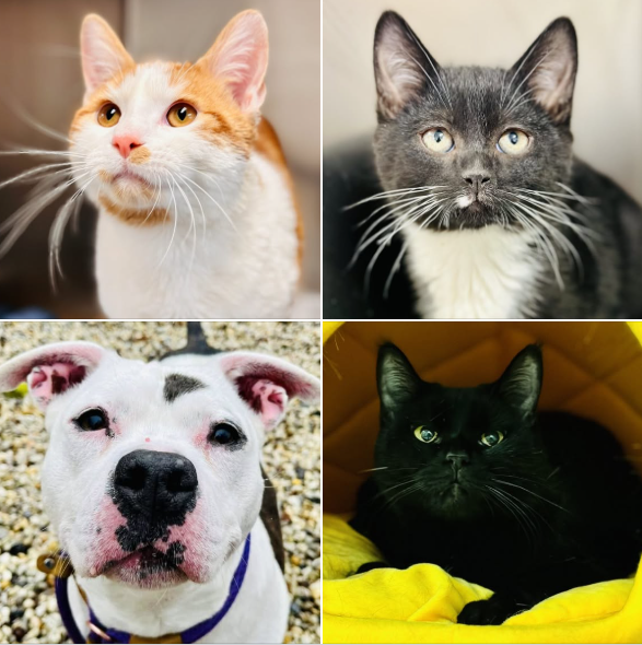 New pets available for adoption at the Ocean County Animal Facilities!!